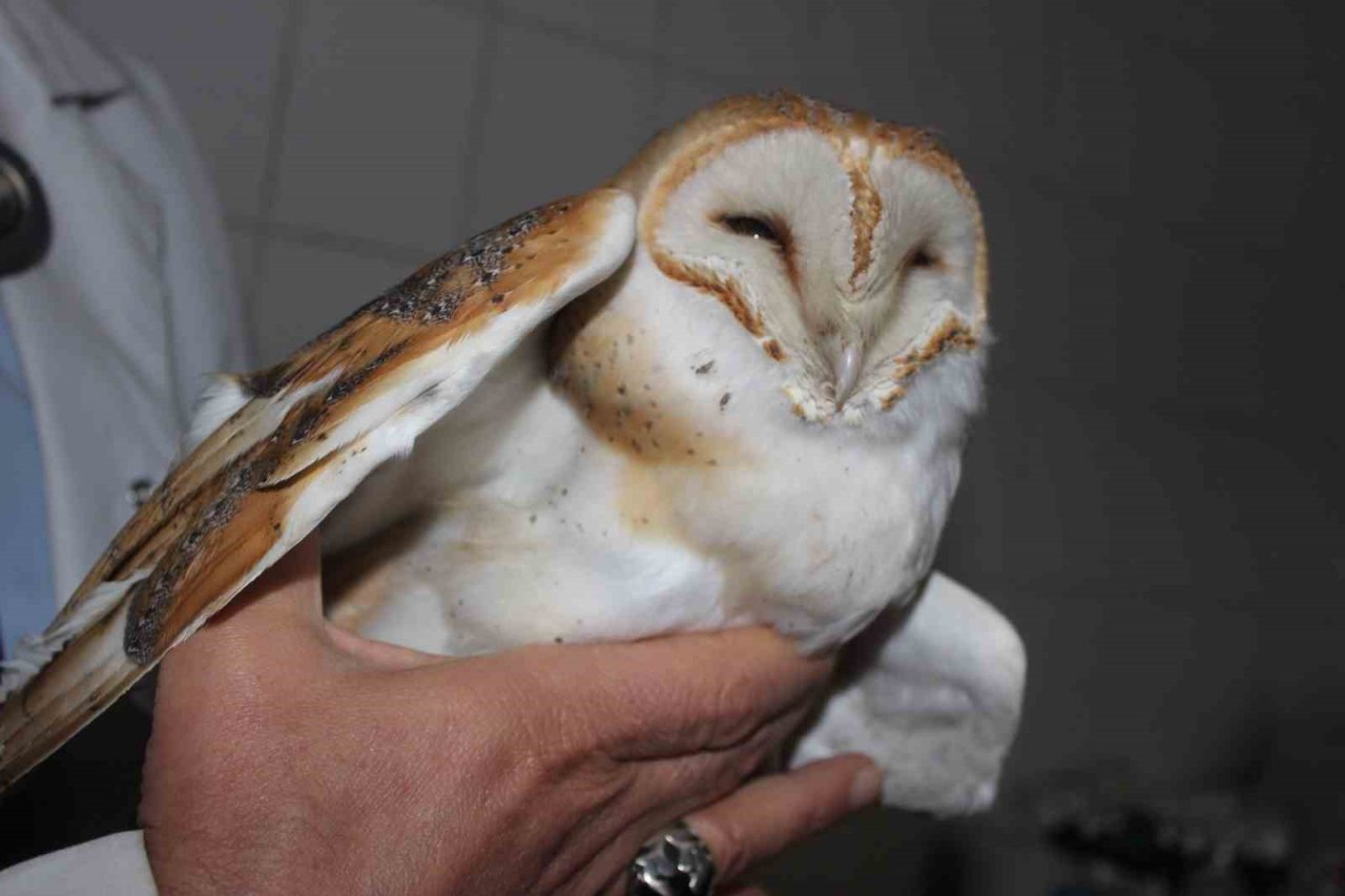 Ender görülen peçeli baykuş yaralı halde bulundu