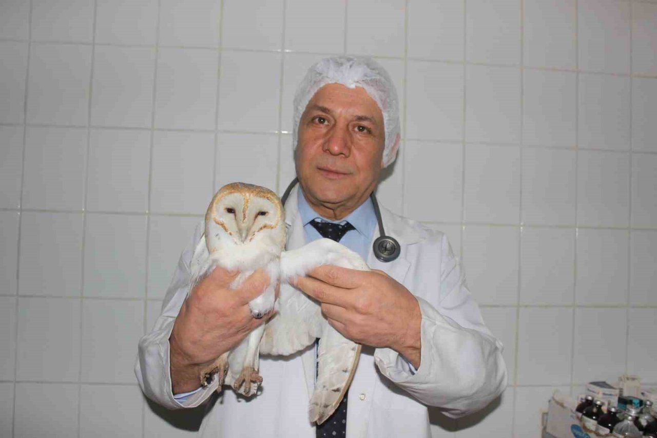 Ender görülen peçeli baykuş yaralı halde bulundu