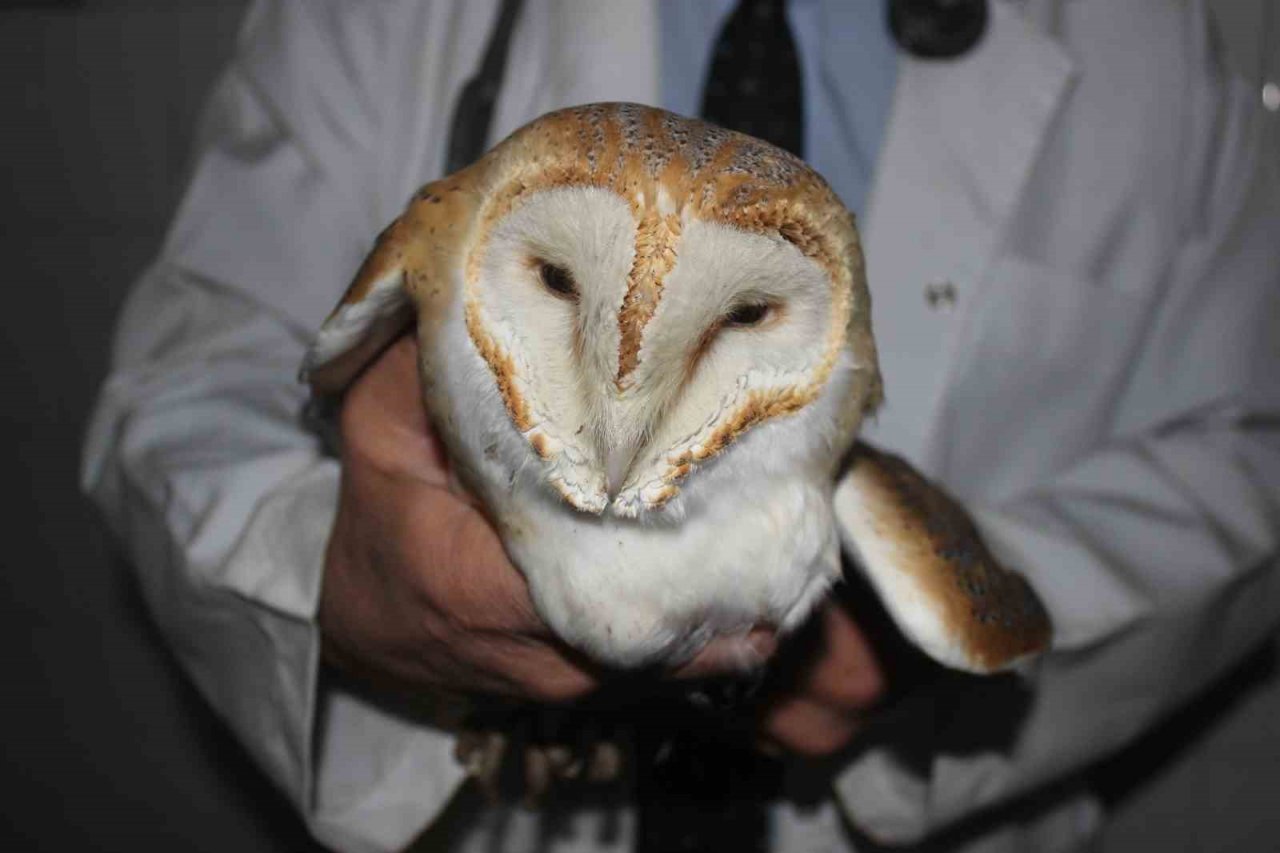 Ender görülen peçeli baykuş yaralı halde bulundu