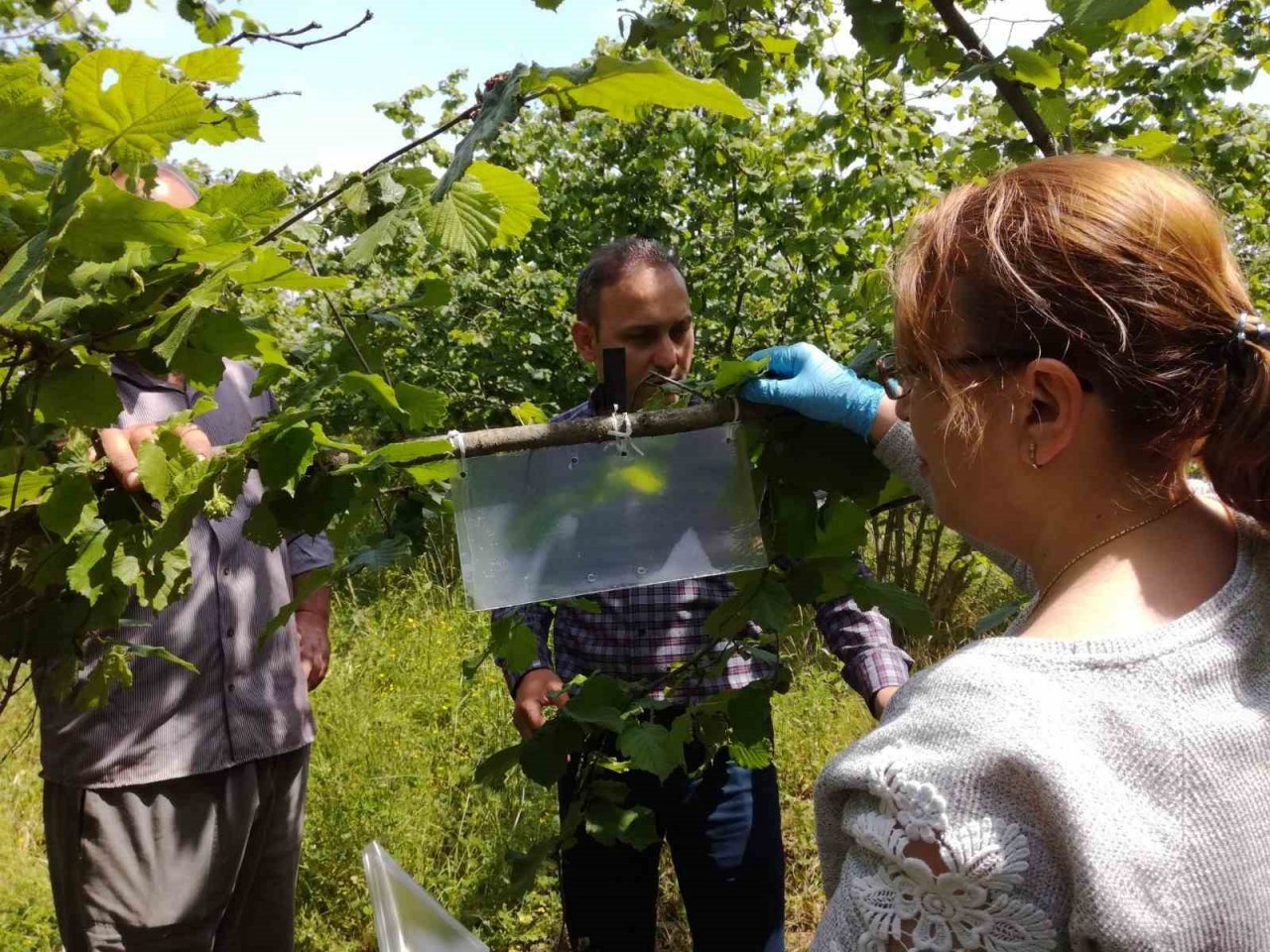 Samsun’un bitkileri zararlılardan korunuyor