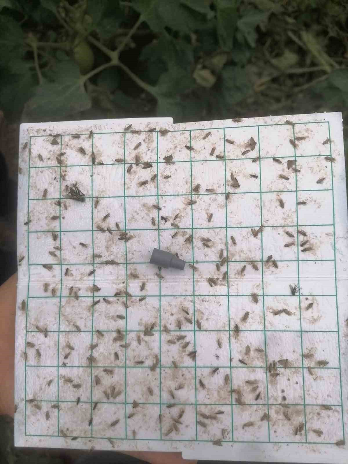 Samsun’un bitkileri zararlılardan korunuyor