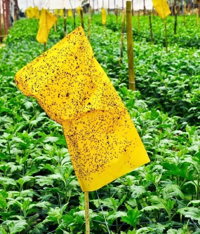 Samsun’un bitkileri zararlılardan korunuyor