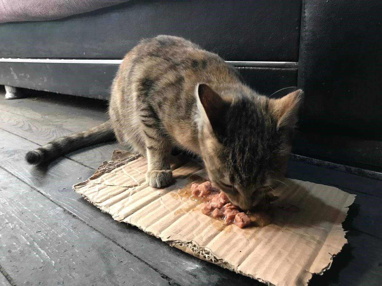 Taksi durağının maskotu ’Pilli’ mama diye kapıya dayanınca ortaya sıcak görüntüler çıktı