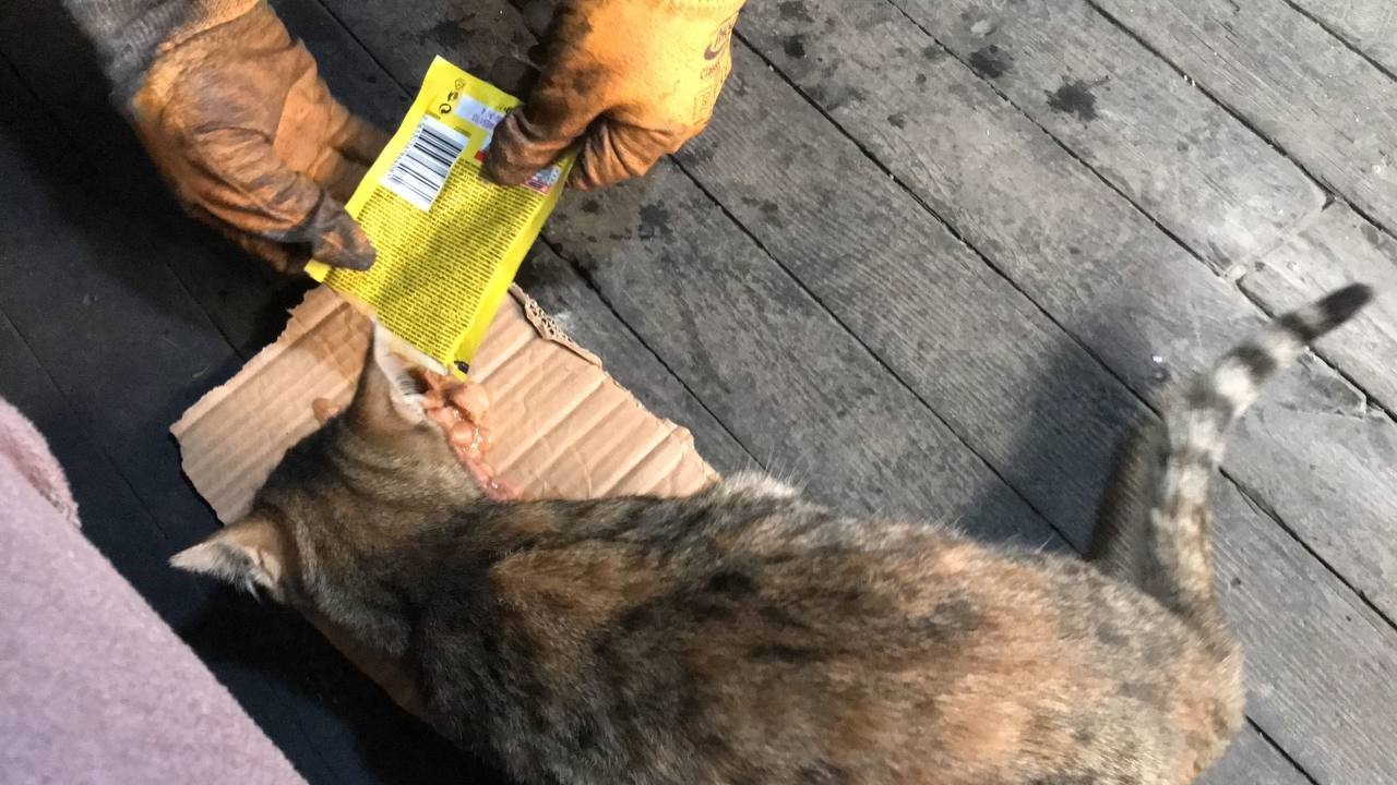 Taksi durağının maskotu ’Pilli’ mama diye kapıya dayanınca ortaya sıcak görüntüler çıktı