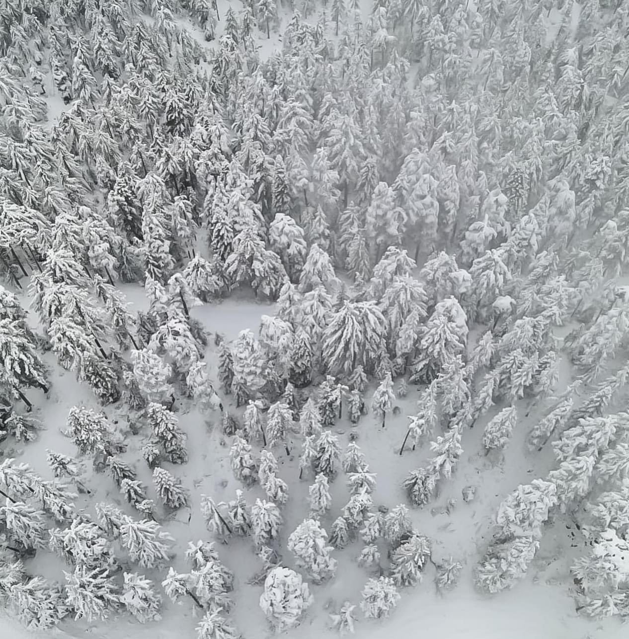 Orman beyaz gelinliği ile mest etti