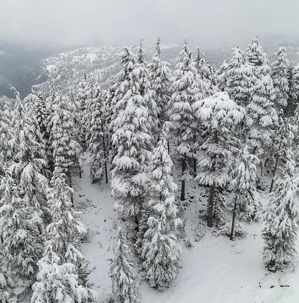 Orman beyaz gelinliği ile mest etti