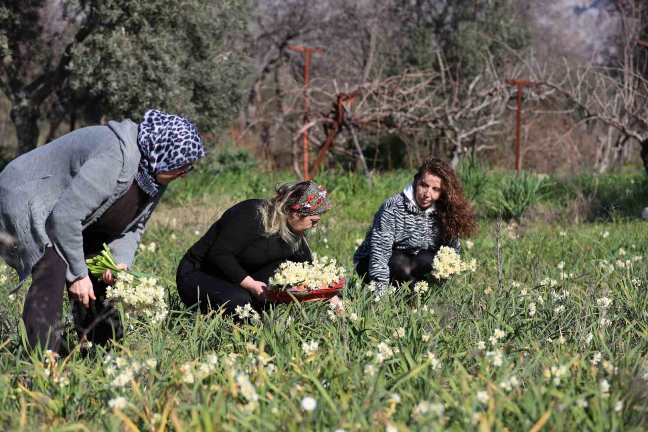 Nergis hasadı yüzleri güldürdü