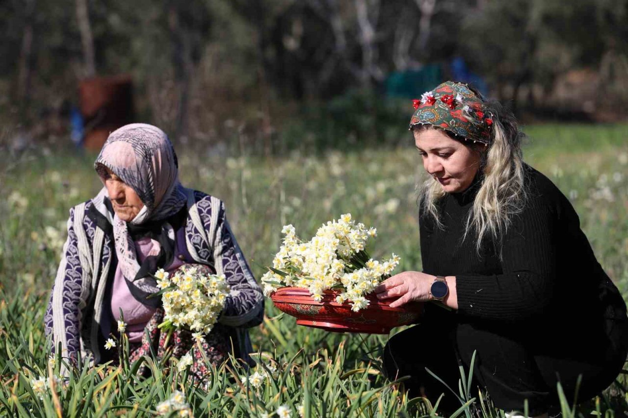 Nergis hasadı yüzleri güldürdü