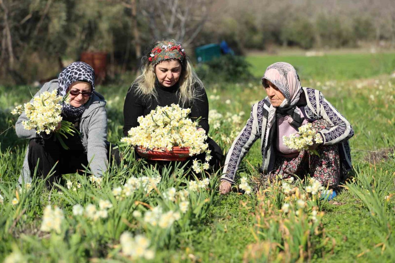 Nergis hasadı yüzleri güldürdü