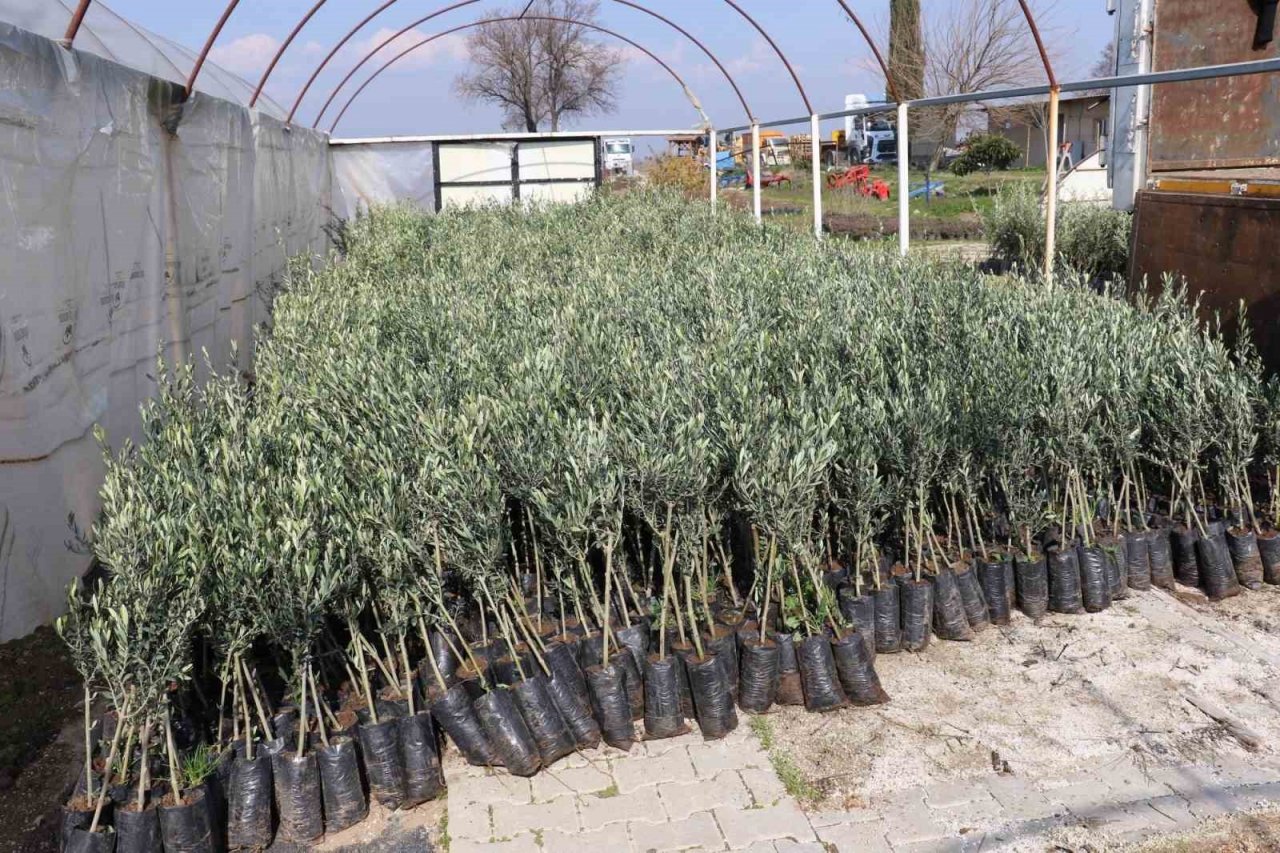 Zeytin üretim merkezi Aydın’da üreticilere zeytin fidanı dağıtılacak