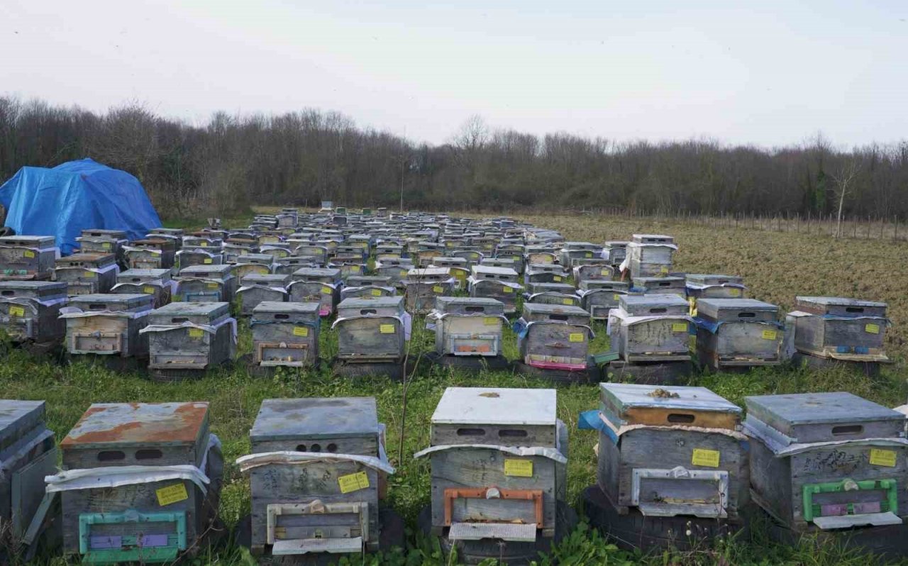 ‘Salıpazarı kestane balı’ coğrafi işaret aldı