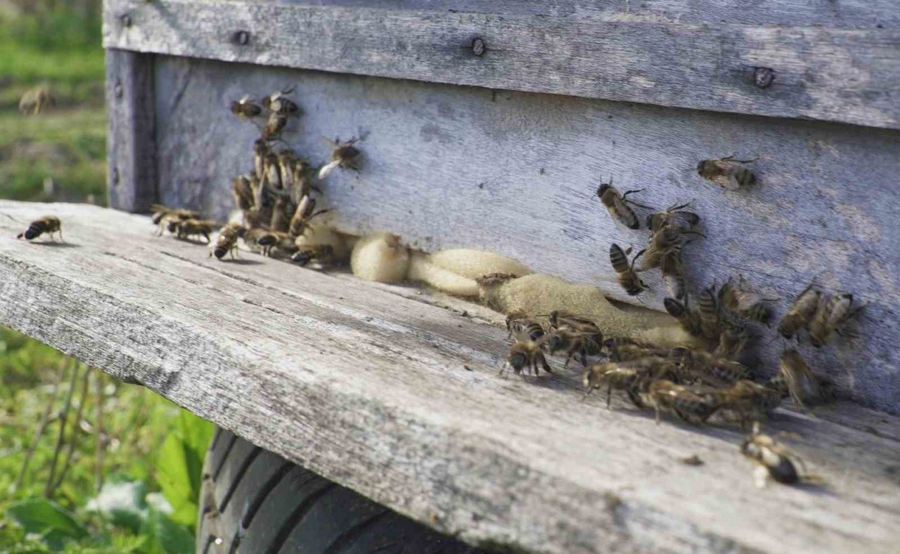 ‘Salıpazarı kestane balı’ coğrafi işaret aldı