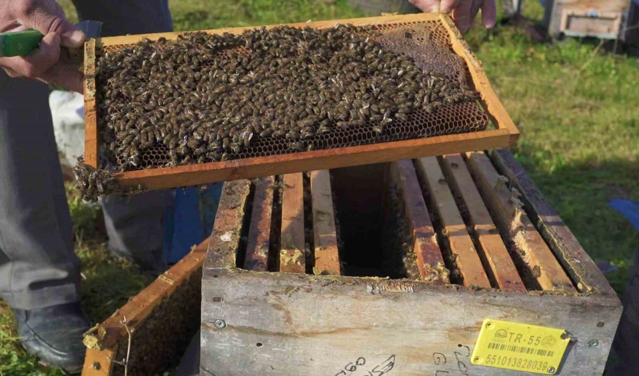 ‘Salıpazarı kestane balı’ coğrafi işaret aldı