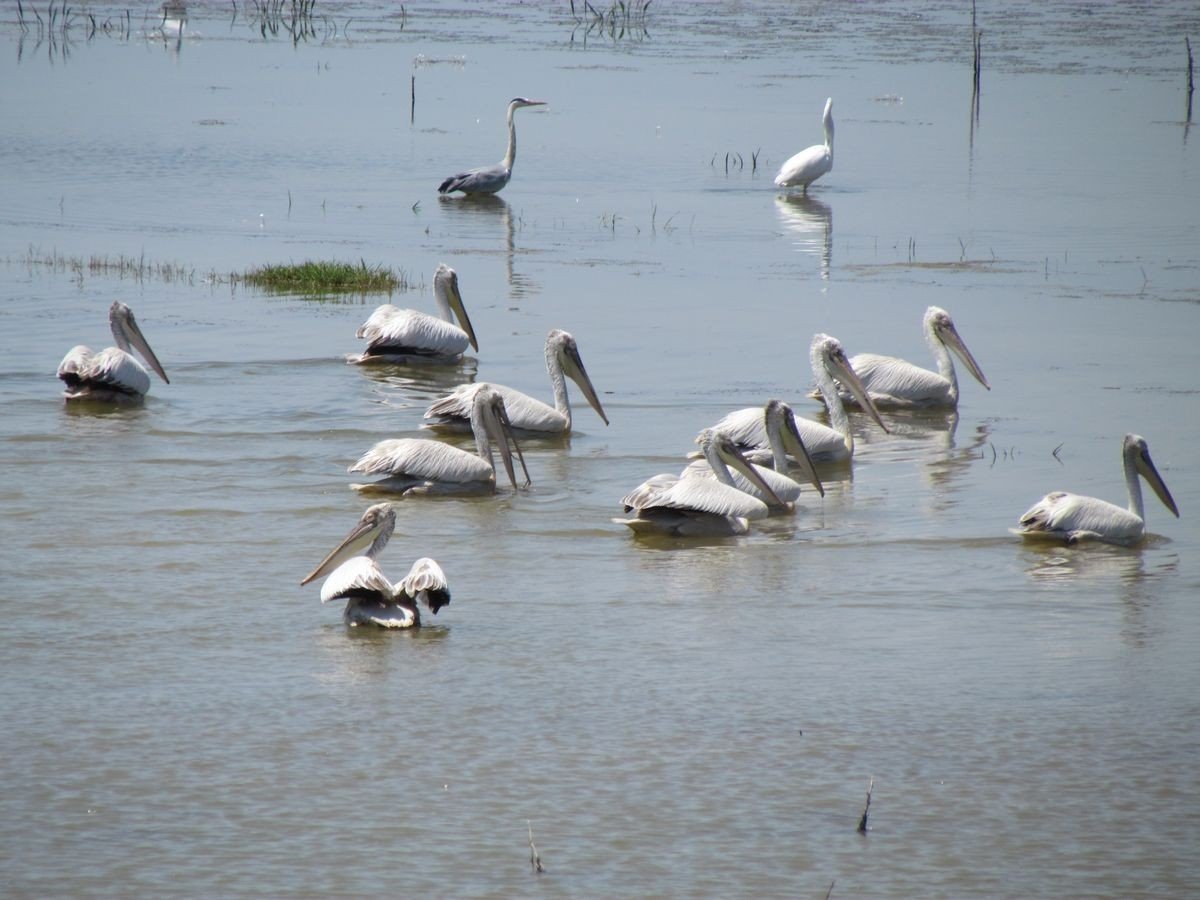 Aydın’ın sulak alanları, yaban hayatına kucak açıyor