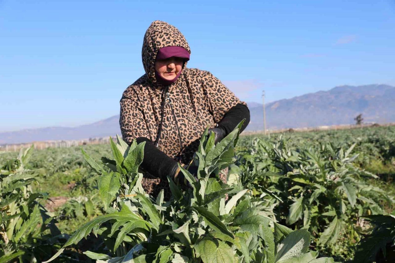 Efeler’in enginarlarına soğuk hava önlemi