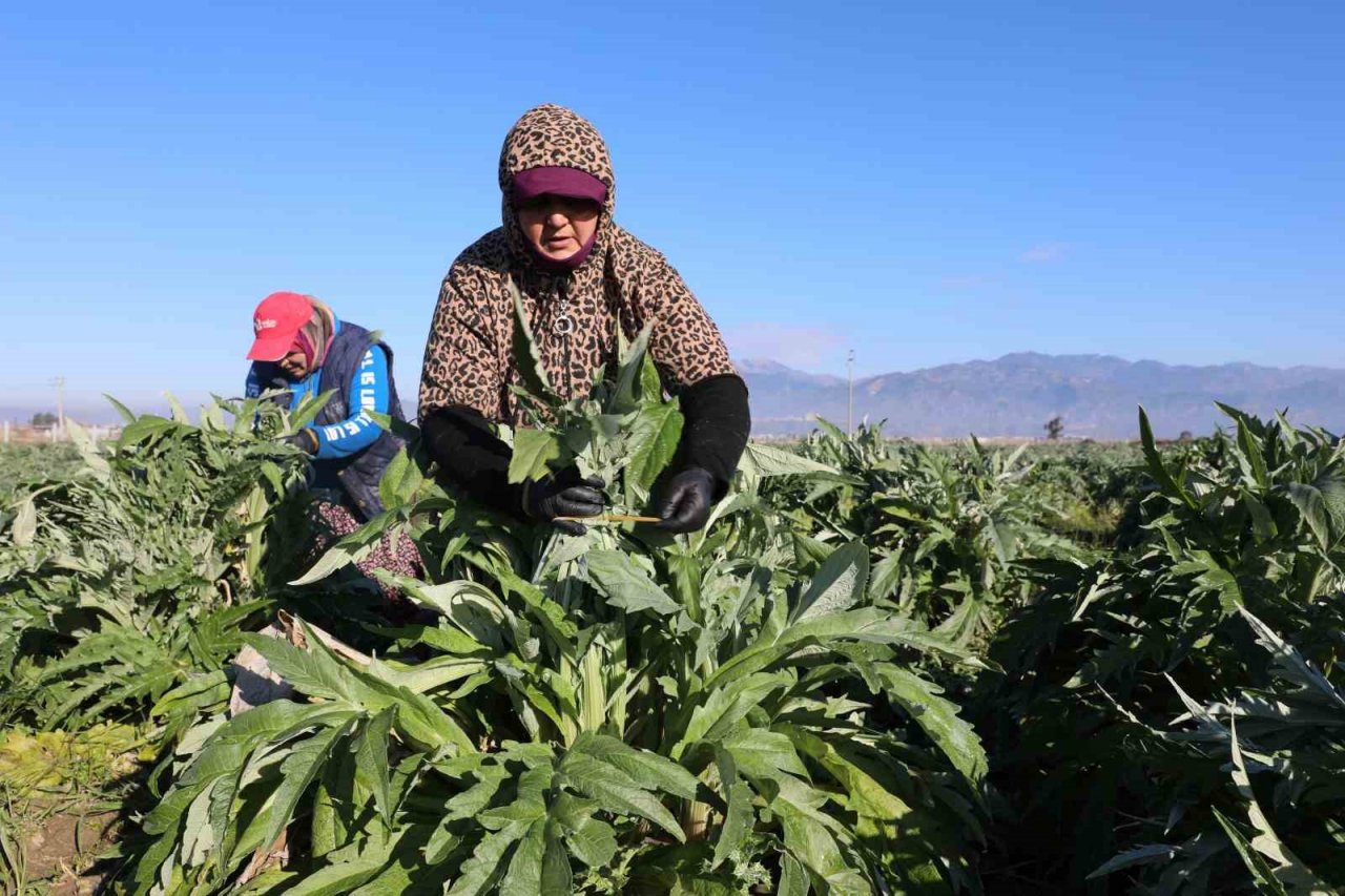 Efeler’in enginarlarına soğuk hava önlemi