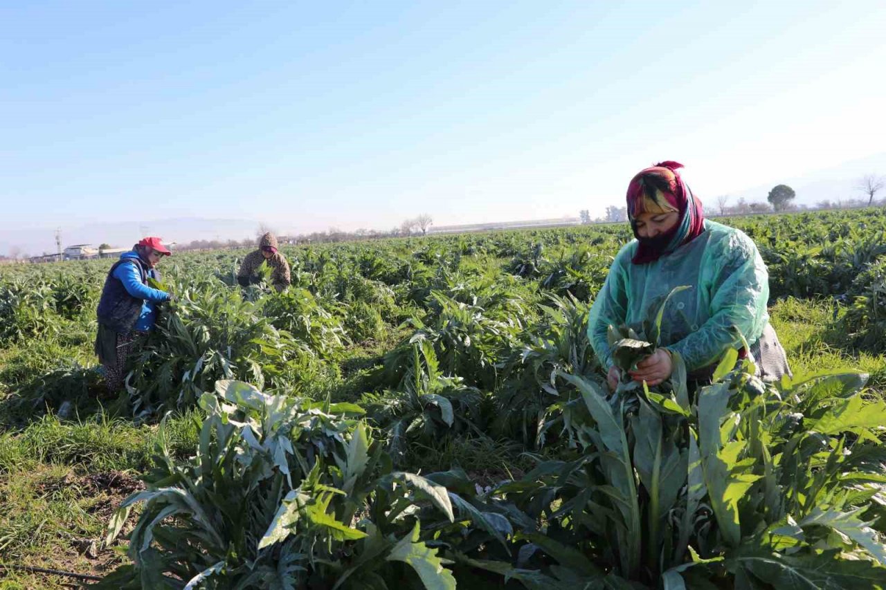Efeler’in enginarlarına soğuk hava önlemi