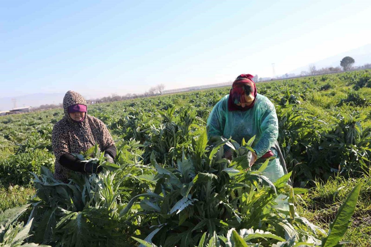 Efeler’in enginarlarına soğuk hava önlemi