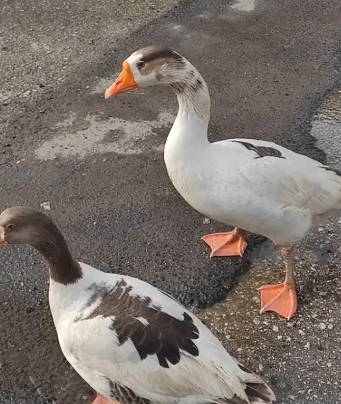 Elazığ’da sürüden ayrılan 2 kaz yolunu şaşırıp trafiğe çıktı