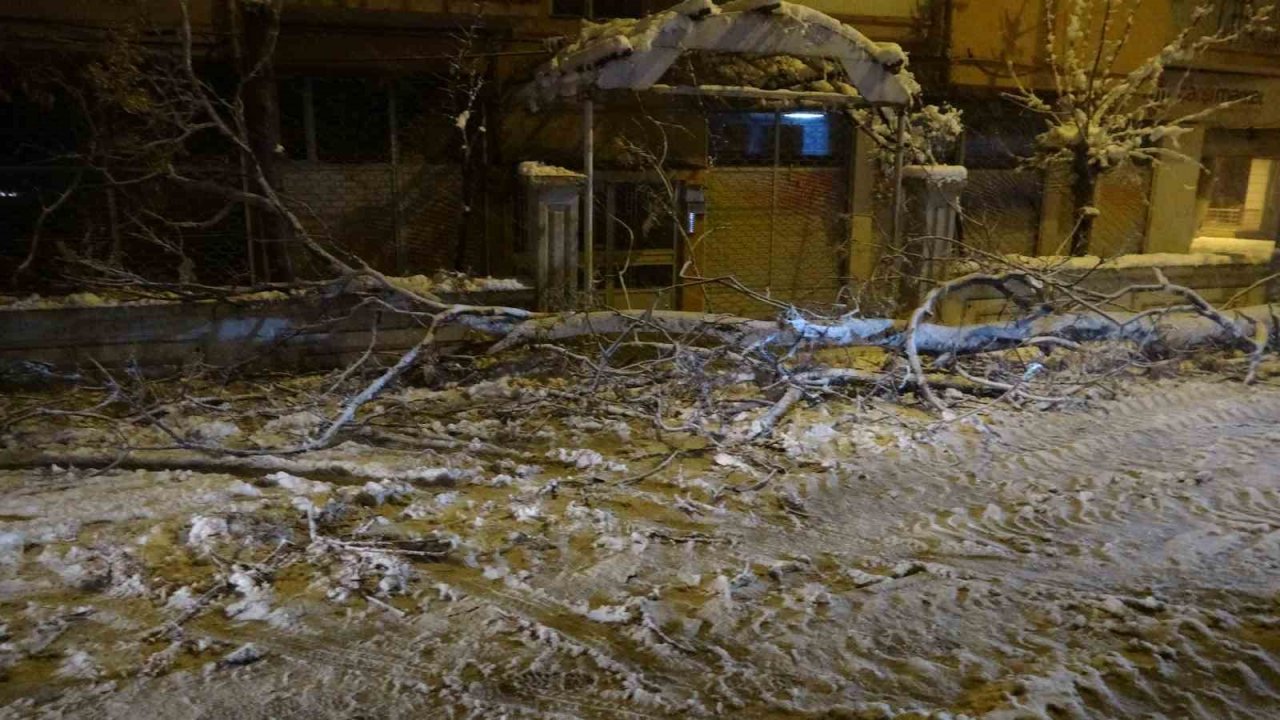 Malatya’da yoğun kar yağışı ağaçları devirdi