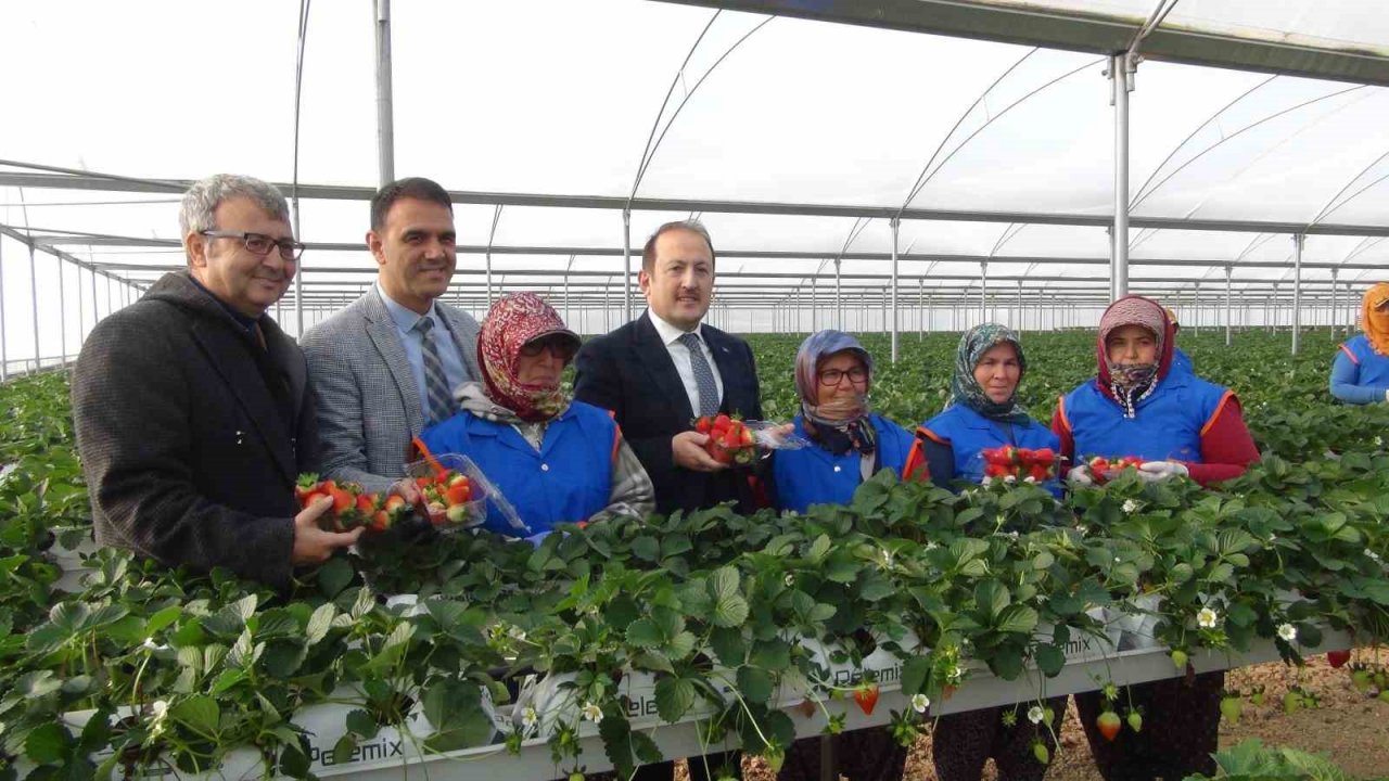 Vali Pehlivan, işçilerle birlikte hasat yaptı