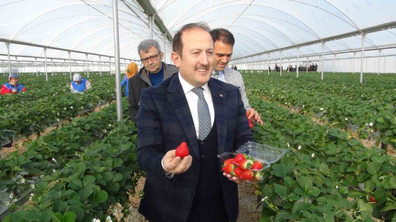 Vali Pehlivan, işçilerle birlikte hasat yaptı