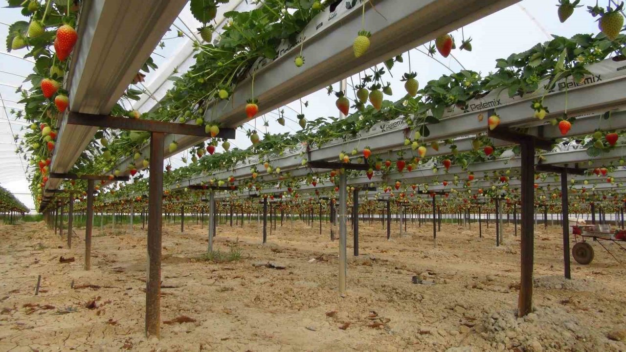 Vali Pehlivan, işçilerle birlikte hasat yaptı