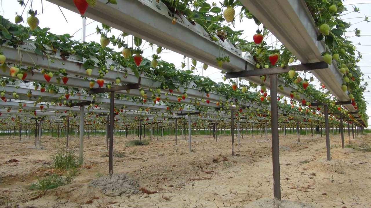 Vali Pehlivan, işçilerle birlikte hasat yaptı