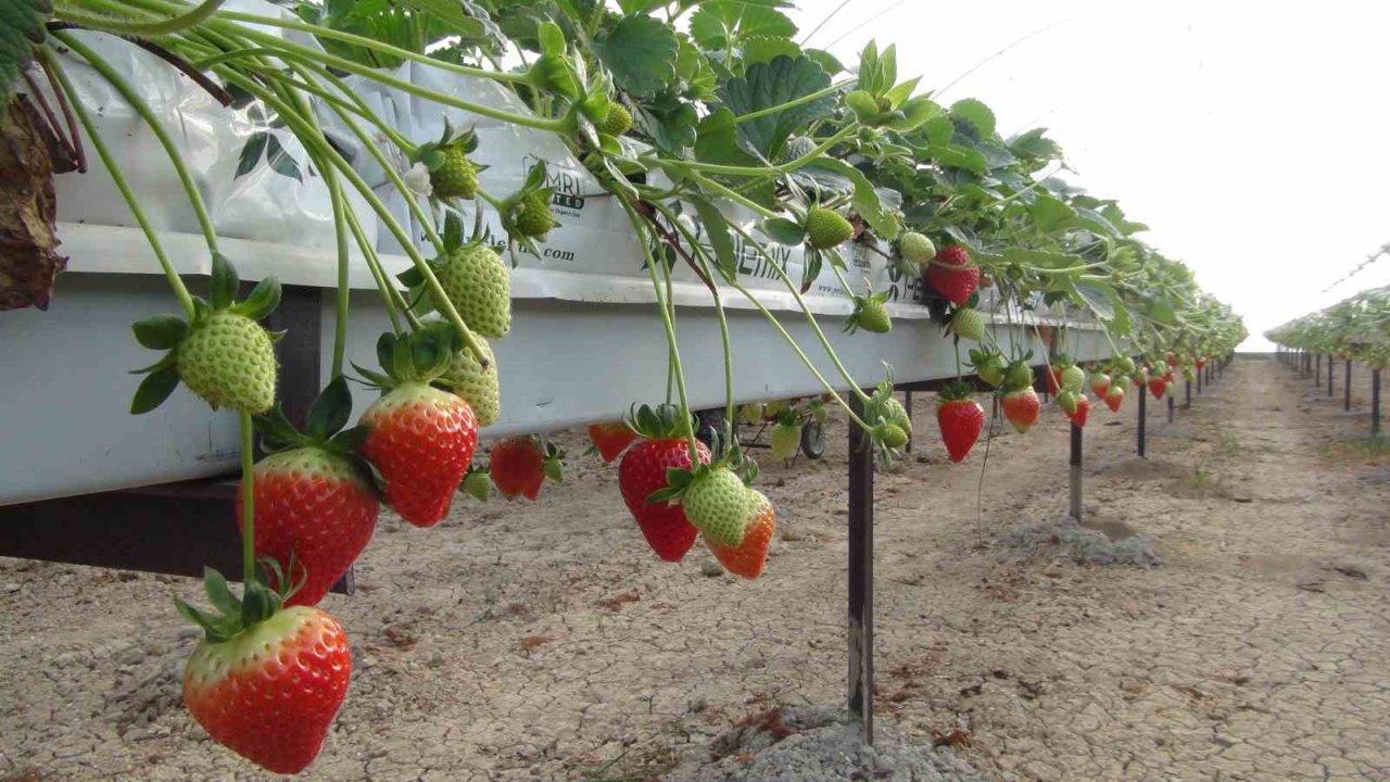 Vali Pehlivan, işçilerle birlikte hasat yaptı