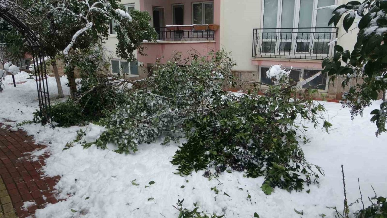Malatya’da kar ağaçları yerinden söktü