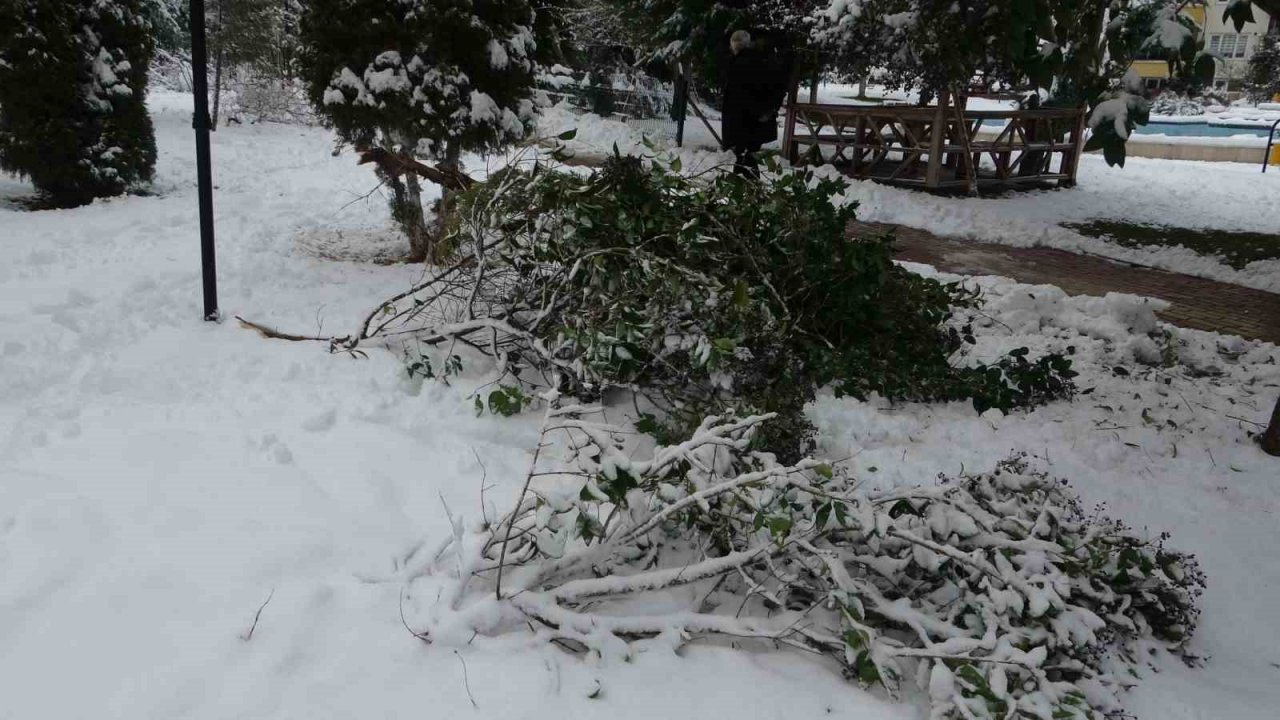 Malatya’da kar ağaçları yerinden söktü