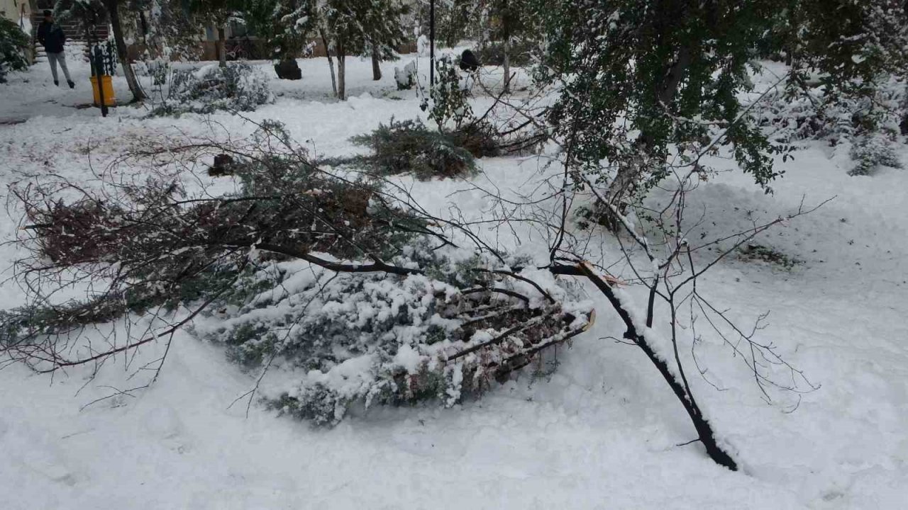 Malatya’da kar ağaçları yerinden söktü