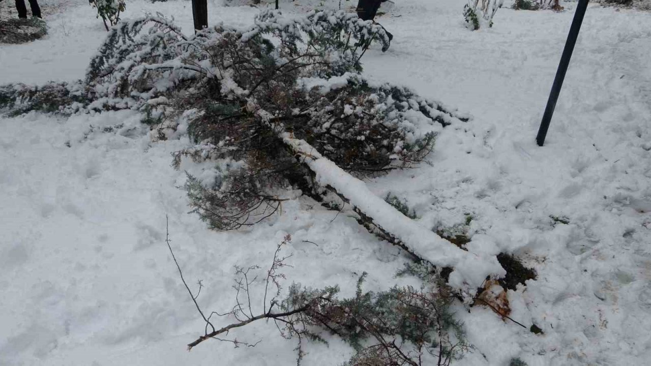 Malatya’da kar ağaçları yerinden söktü