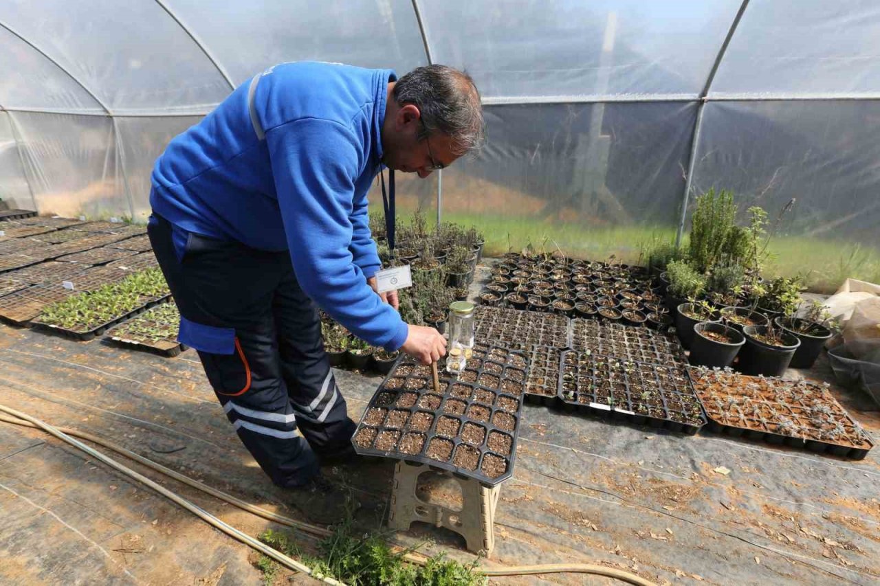 2023 yılının yerel tohumlarının dağıtımına başladı