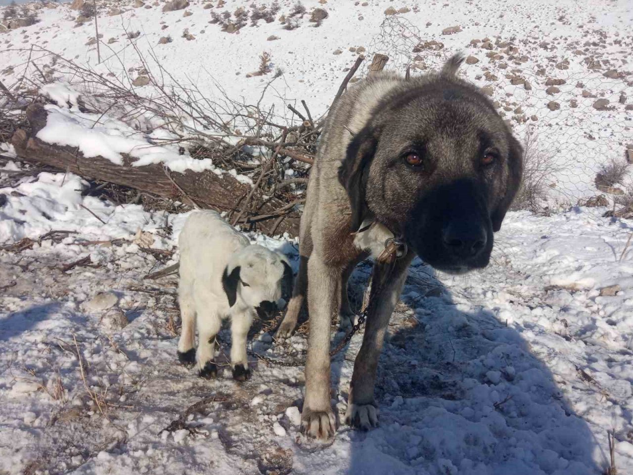 Kangal köpeği kuzunun süt annesi oldu