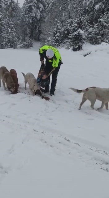 Devriye gezen trafik ekiplerinden kar altında yiyecek arayan köpeklere mama desteği