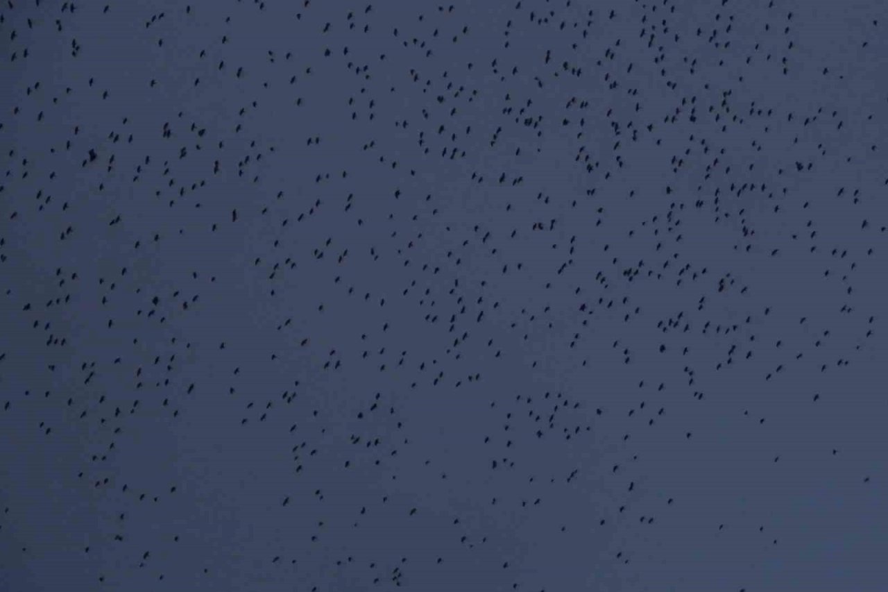 Kırıkkale’de sığırcık kuşlarından görsel şölen