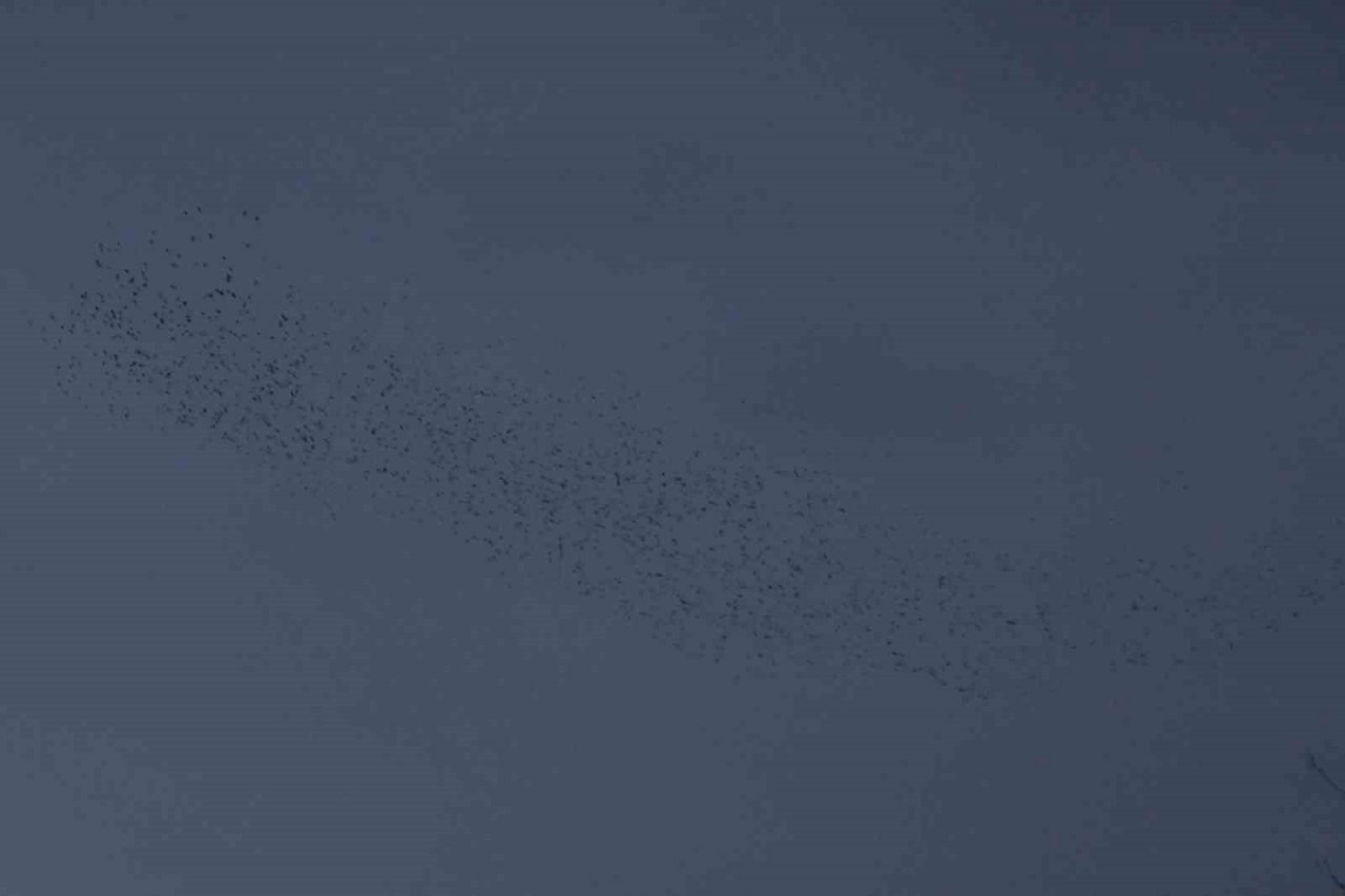 Kırıkkale’de sığırcık kuşlarından görsel şölen