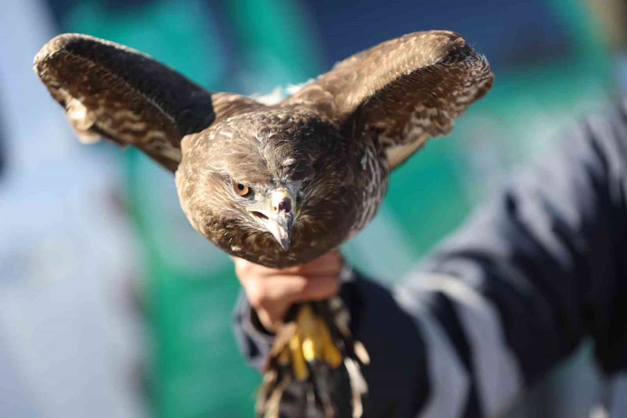 Dünya Sulak Alan Günü’nde iki şahin doğaya bırakıldı