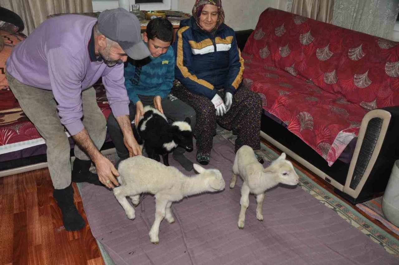 Yeni doğan kuzular donmasın diye evde bakıyorlar
