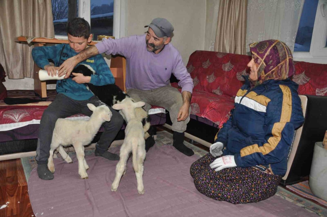 Yeni doğan kuzular donmasın diye evde bakıyorlar