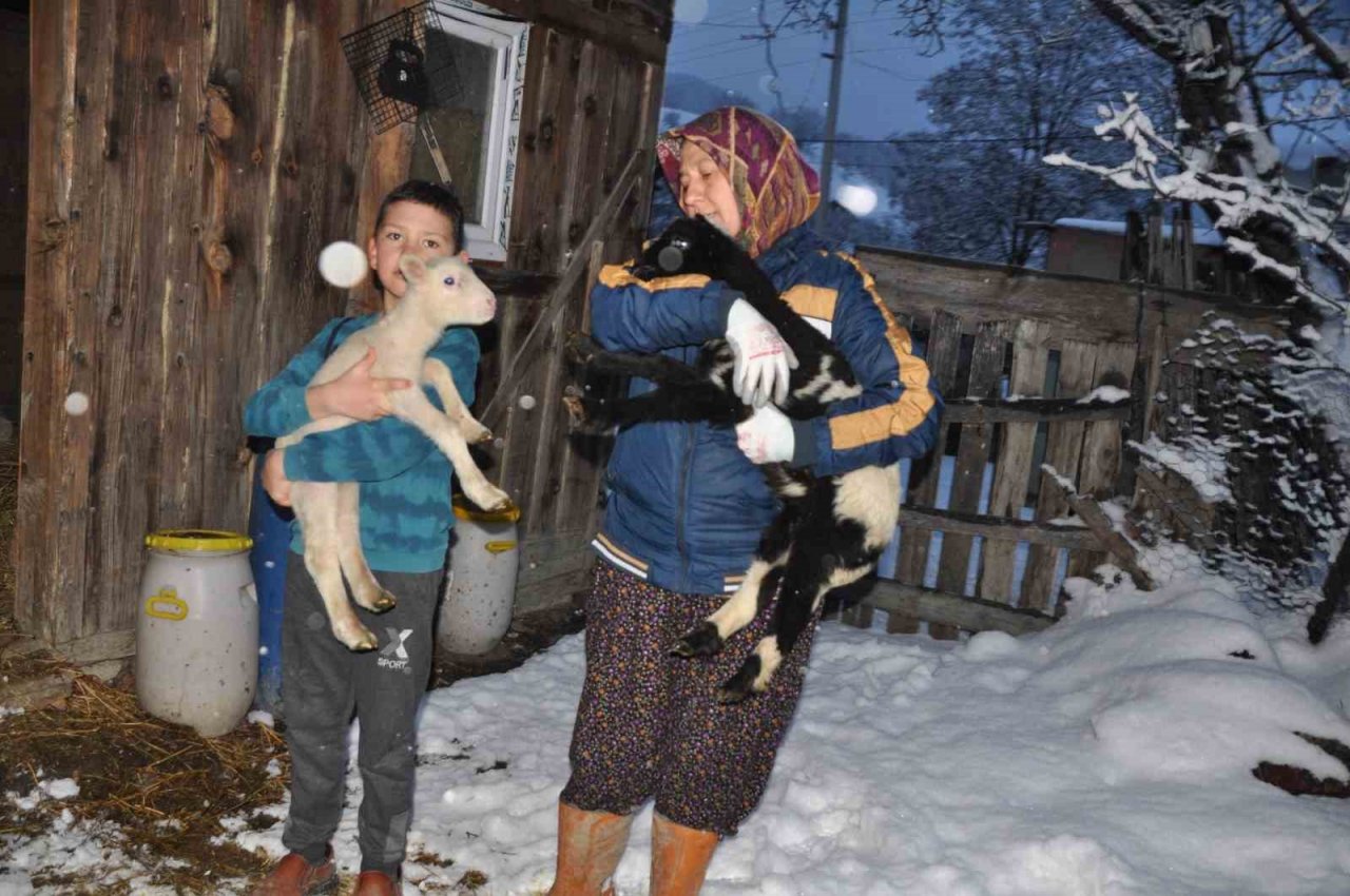 Yeni doğan kuzular donmasın diye evde bakıyorlar