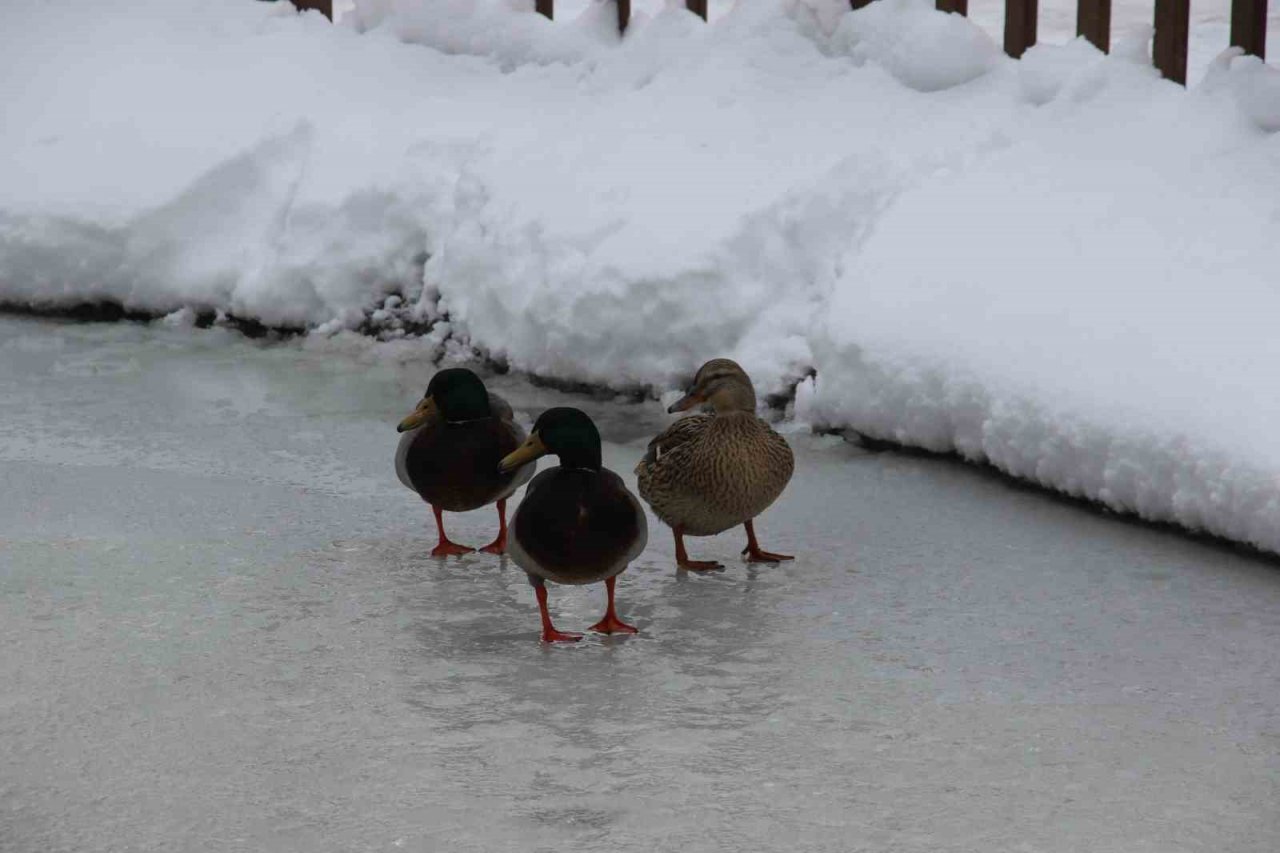 Kuğulu Park’ta kar coşkusu