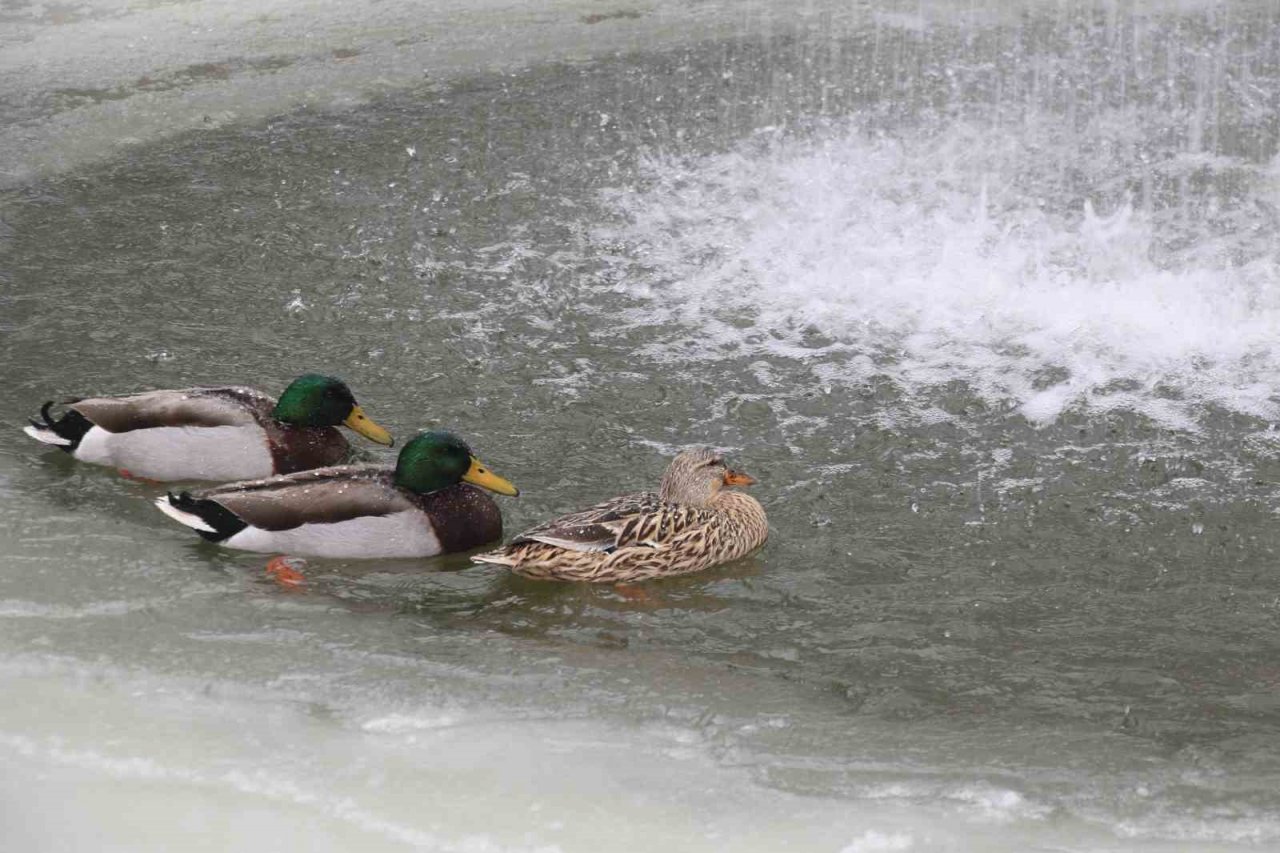 Kuğulu Park’ta kar coşkusu