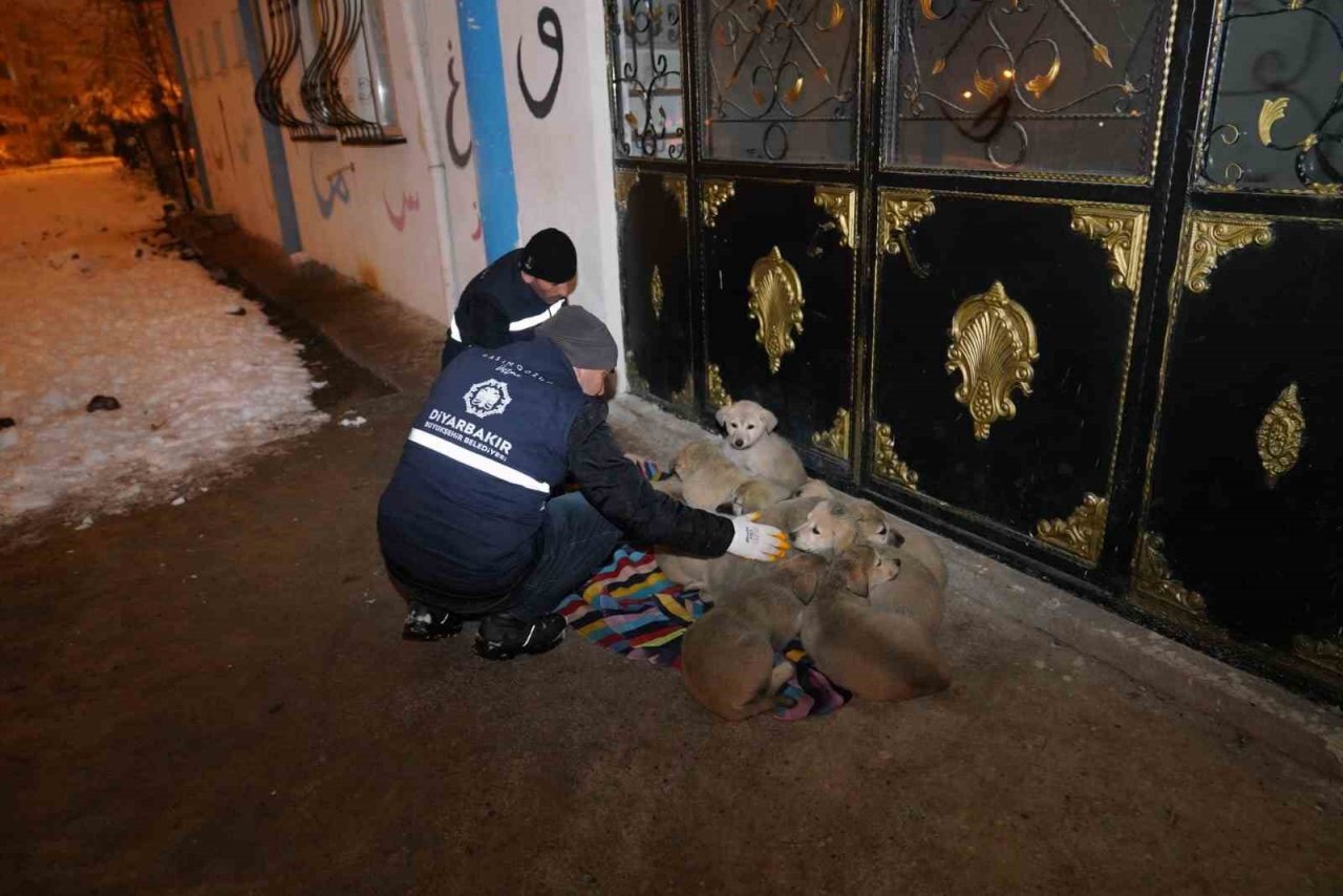 ’Can dostlar’ için 44 noktaya mama bırakıldı