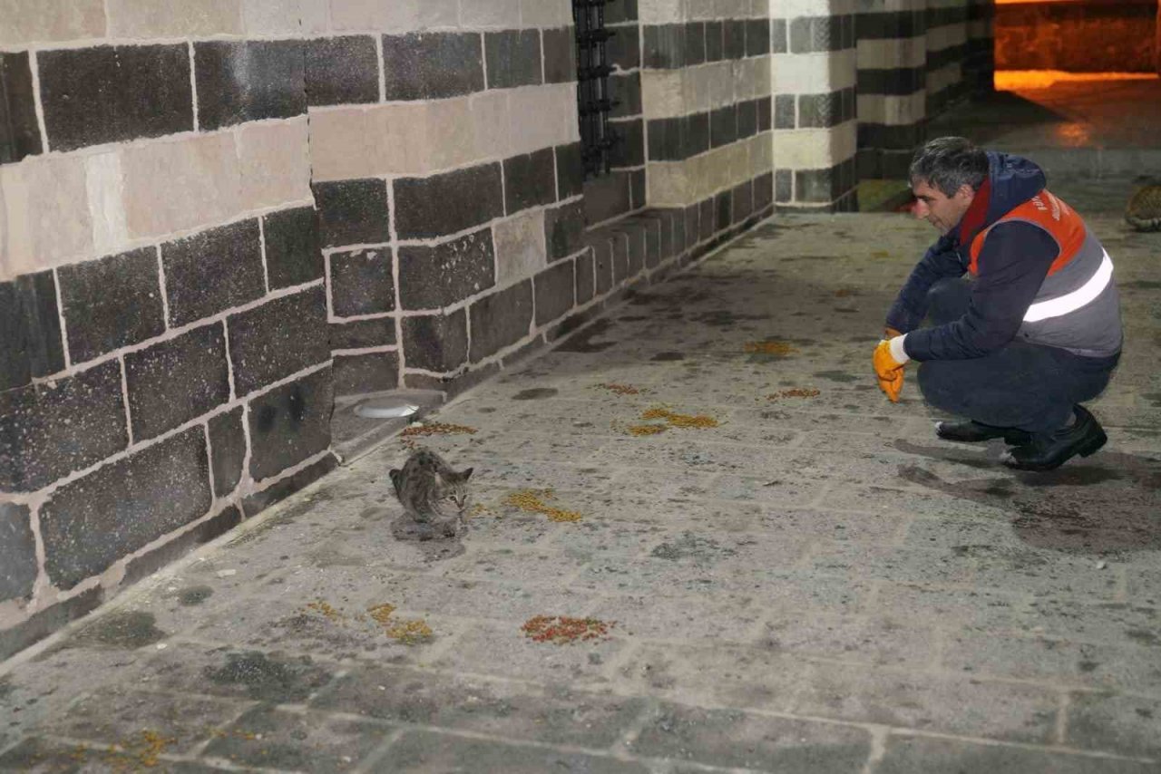 ’Can dostlar’ için 44 noktaya mama bırakıldı