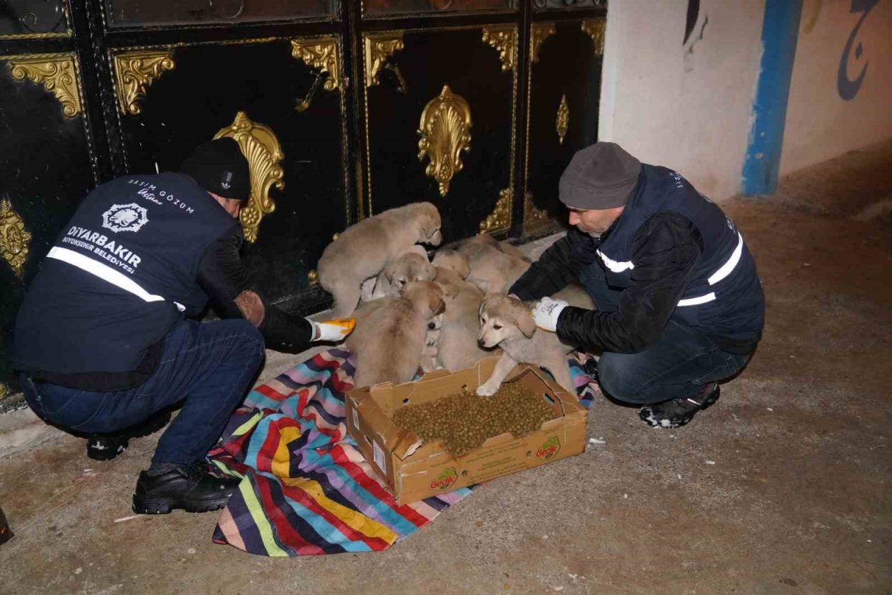 ’Can dostlar’ için 44 noktaya mama bırakıldı