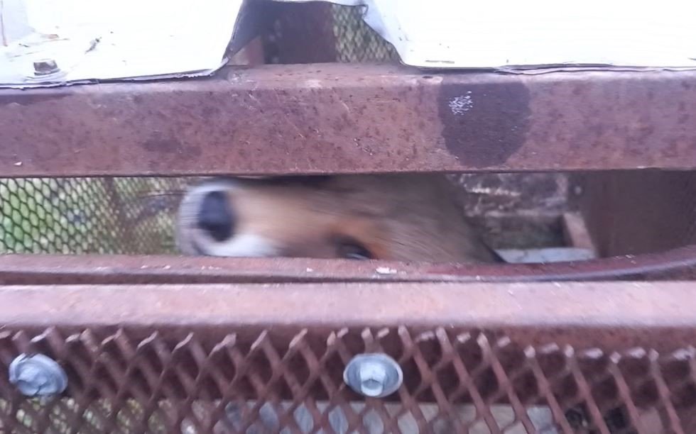 Emekli polisin "Battal Gazi" kapanı, tilkilerin kabusu oldu