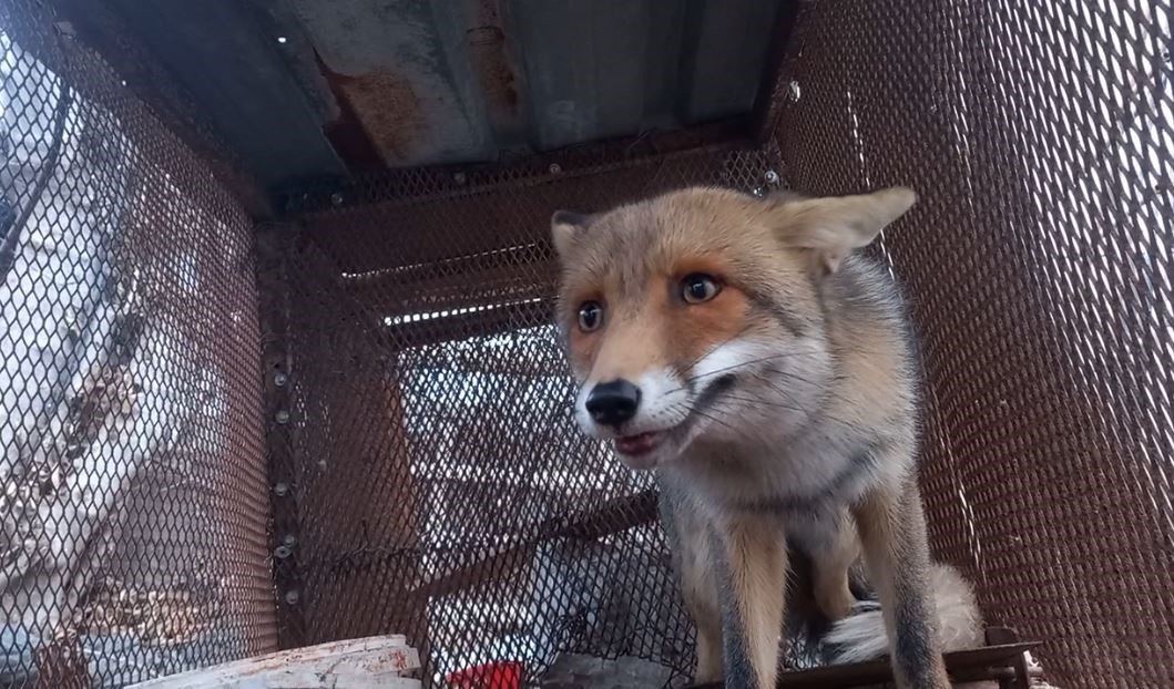 Emekli polisin "Battal Gazi" kapanı, tilkilerin kabusu oldu