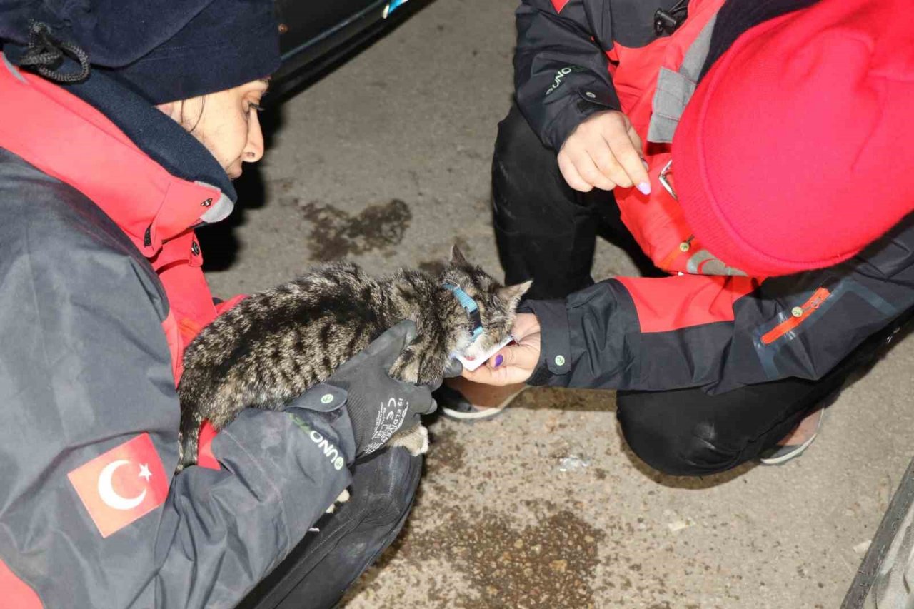 Yavru kedi saatler sonra enkaz altından canlı çıktı